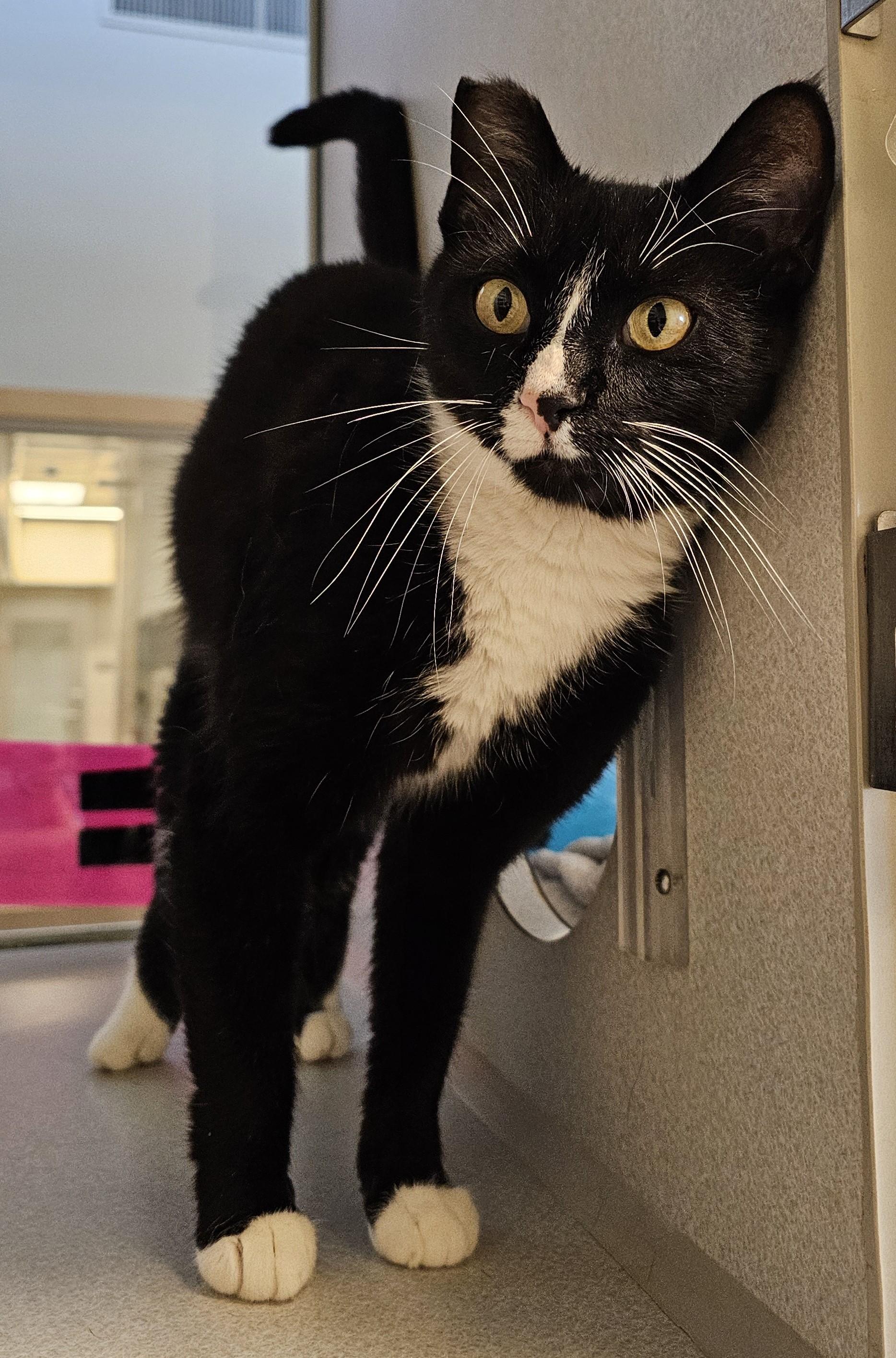 Vixi - Located at PetSmart by Lindale mall, an adoptable Domestic Short Hair in Cedar Rapids, IA image 3/5