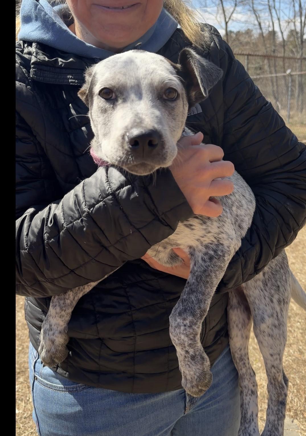 Greere, ADOPTABLE, Puppy Female Labrador Retriever & Hound.