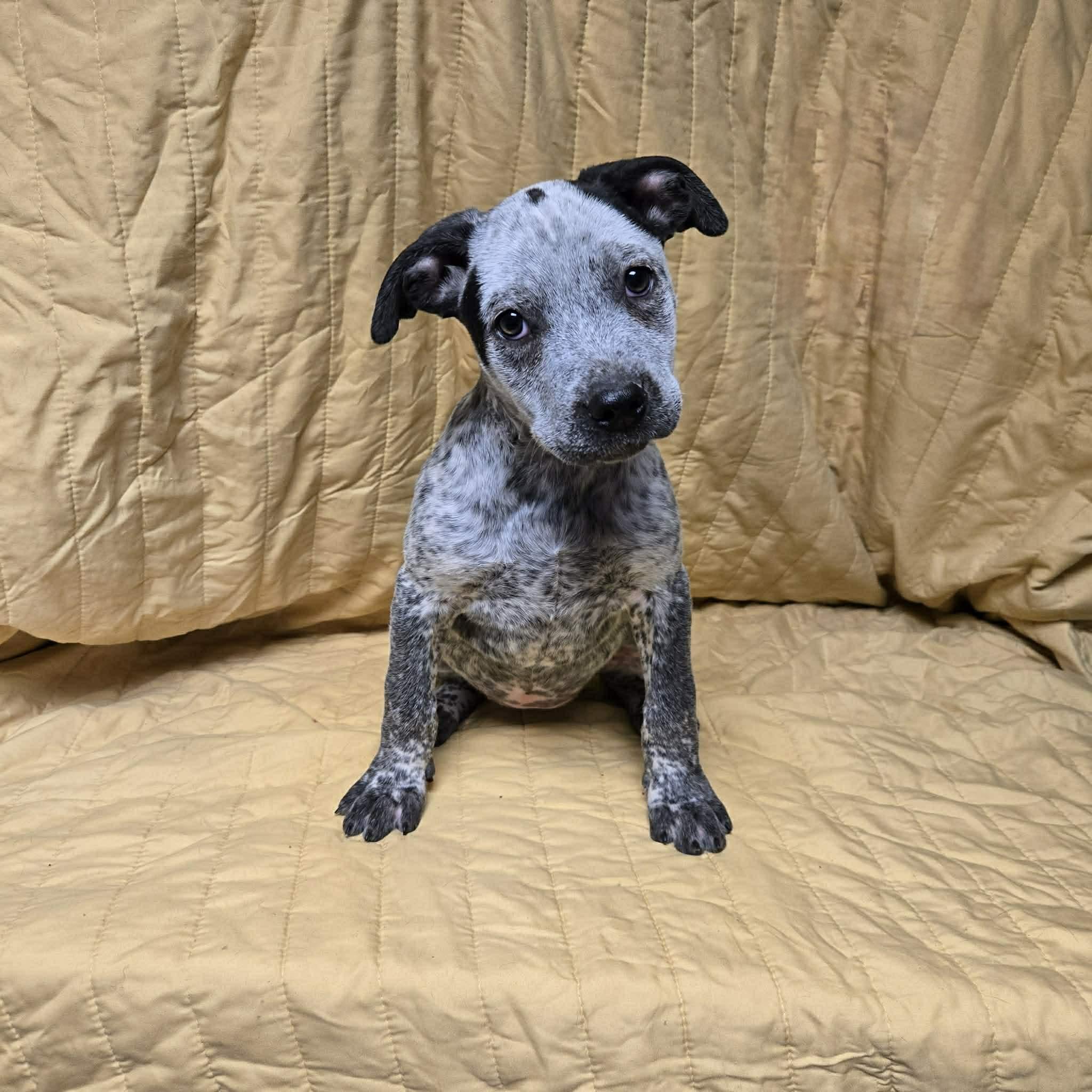 Greere, a ADOPTABLE mixed breed in Uxbridge, MA image 2/2