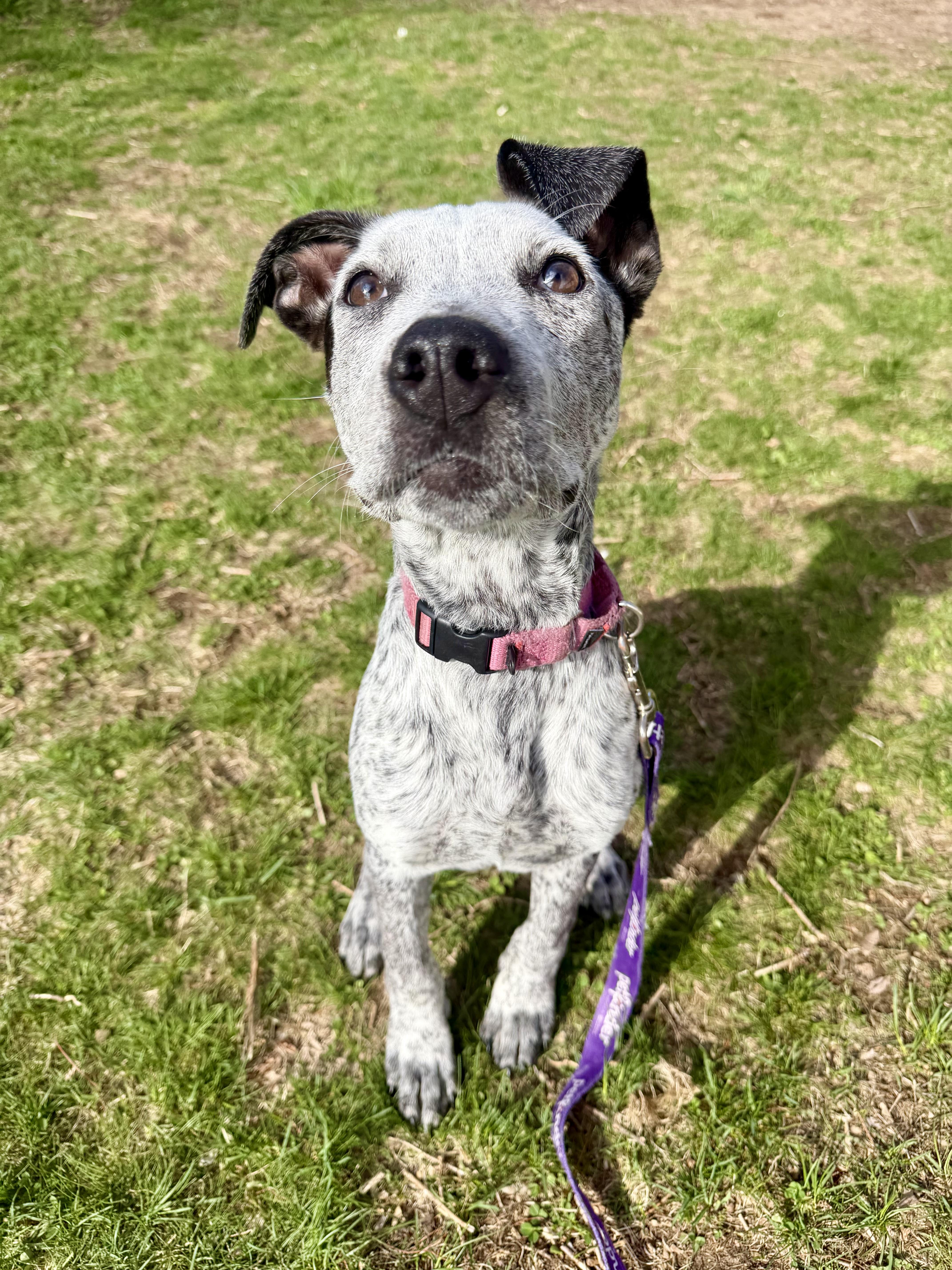 Greere, ADOPTABLE, Puppy Female Labrador Retriever & Hound.