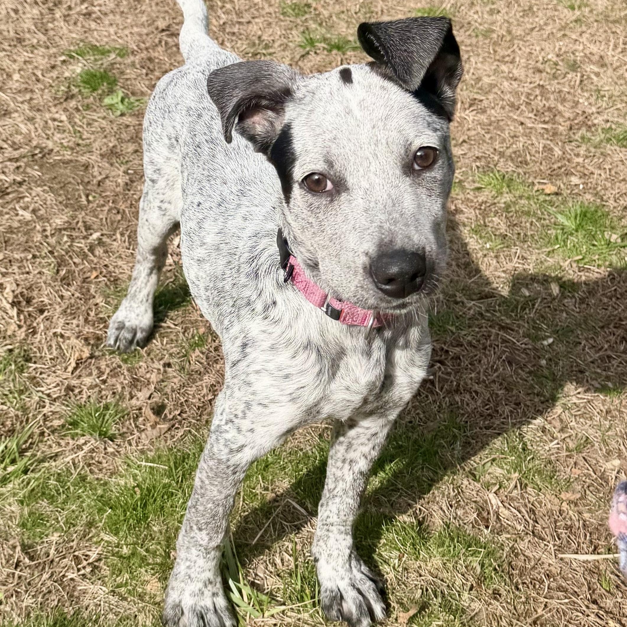 Enlarge Greere, a ADOPTABLE mixed breed in Uxbridge, MA image 2/4