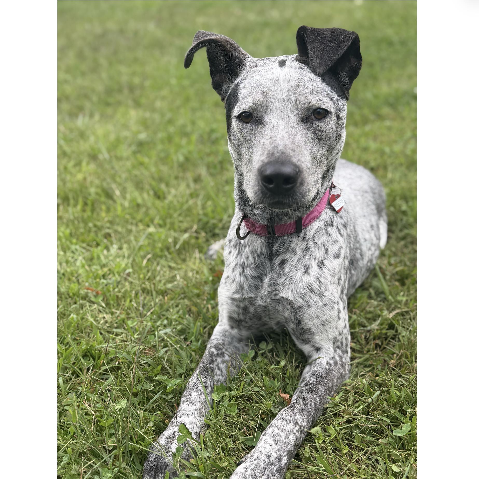 Enlarge Greere, a Adoptable mixed breed in Uxbridge, MA image 1/4