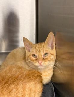 Enlarge Golly, a ADOPTABLE Domestic Short Hair in Liberty, MO image 1/3