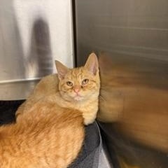 Enlarge Golly, a ADOPTABLE Domestic Short Hair in Liberty, MO image 3/3