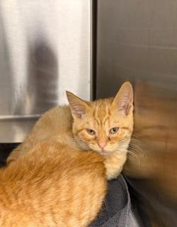 Enlarge Golly, a ADOPTABLE Domestic Short Hair in Liberty, MO image 2/3