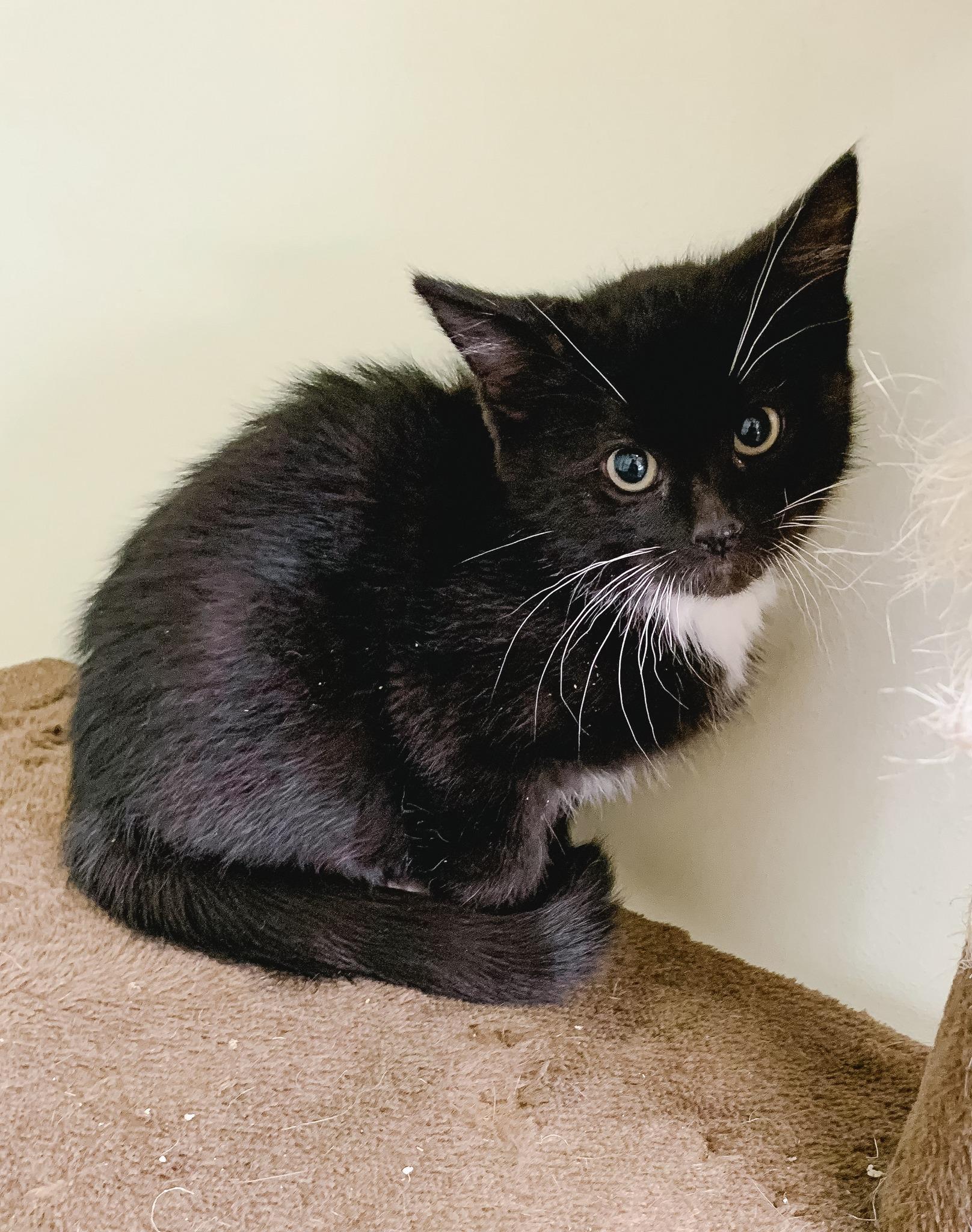 Juniper, ADOPTABLE, Young Female Domestic Short Hair.