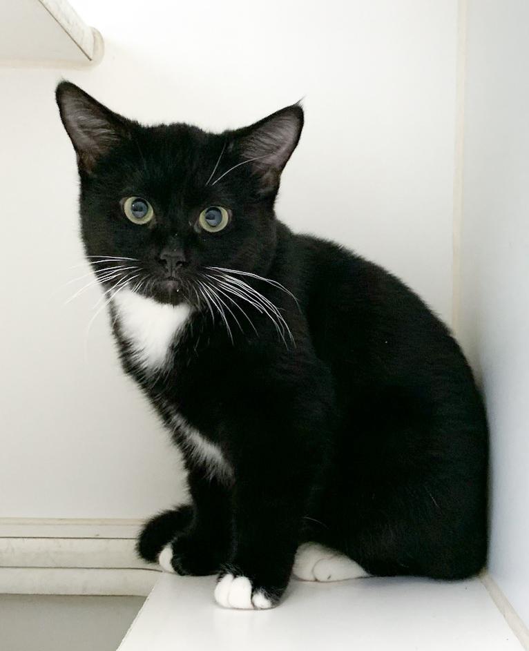 Juniper, ADOPTABLE, Young Female Domestic Short Hair.