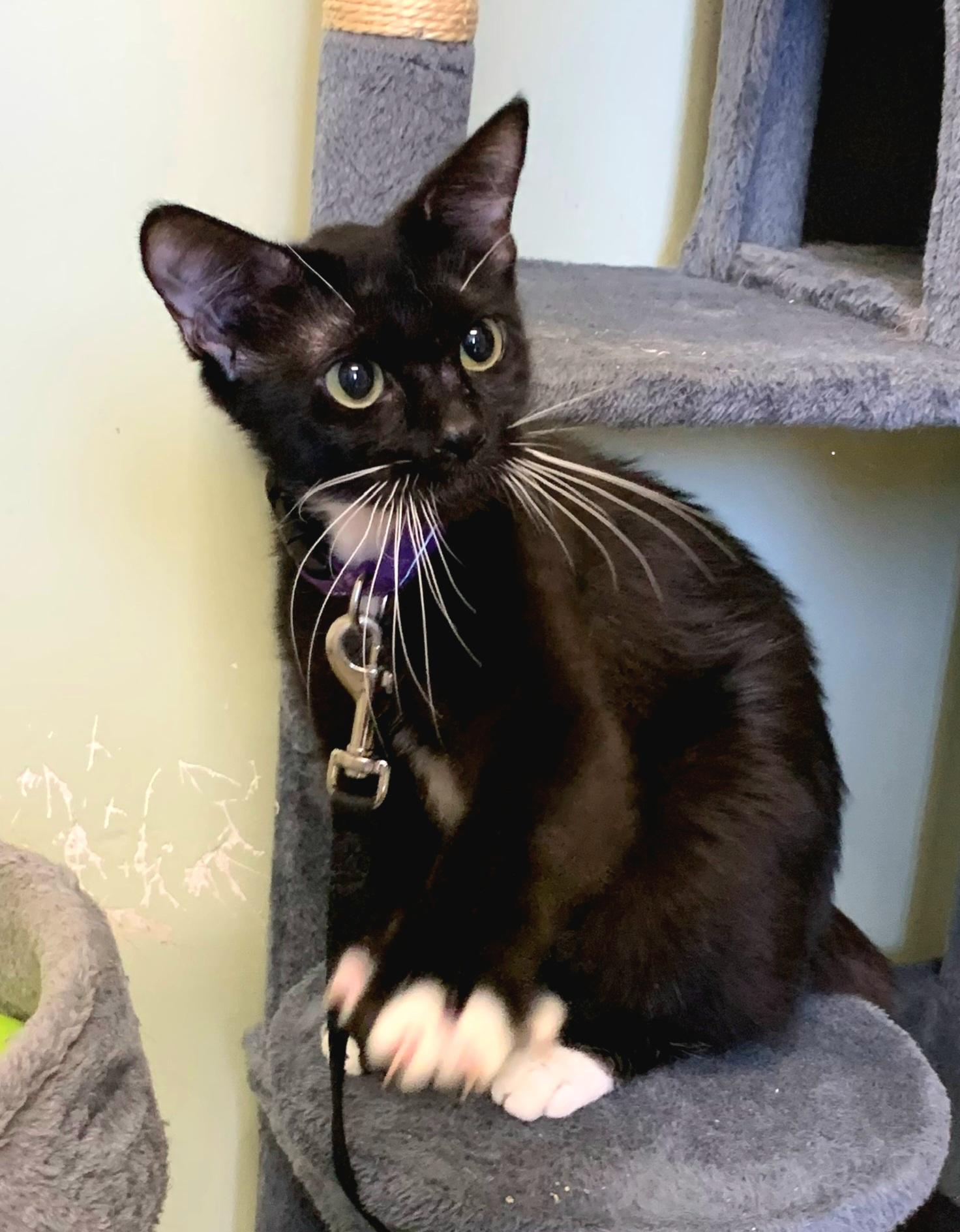 Juniper, adoptable, Young Female Domestic Short Hair.