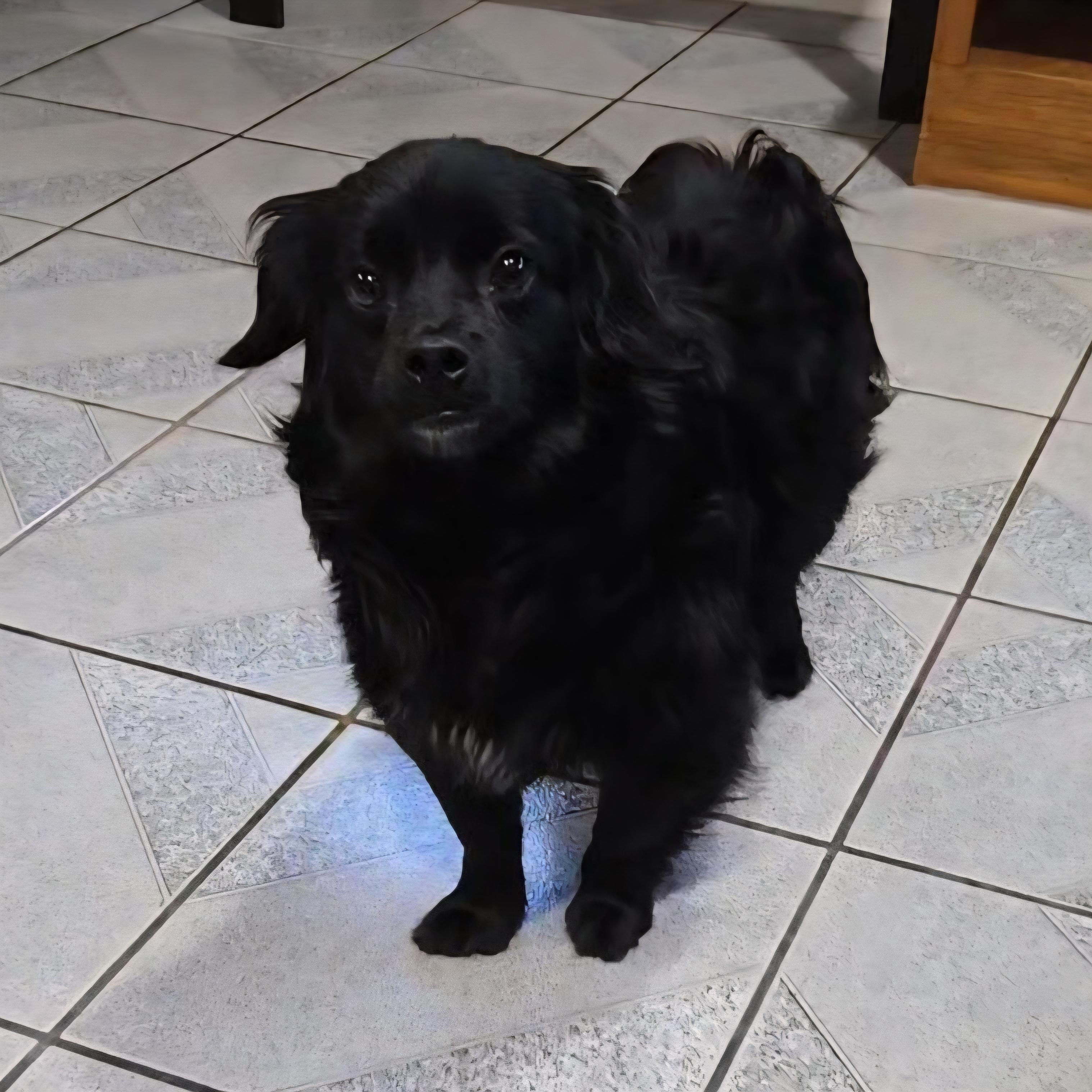 Blitz, an adopted mixed breed in Normal, IL image 2/5