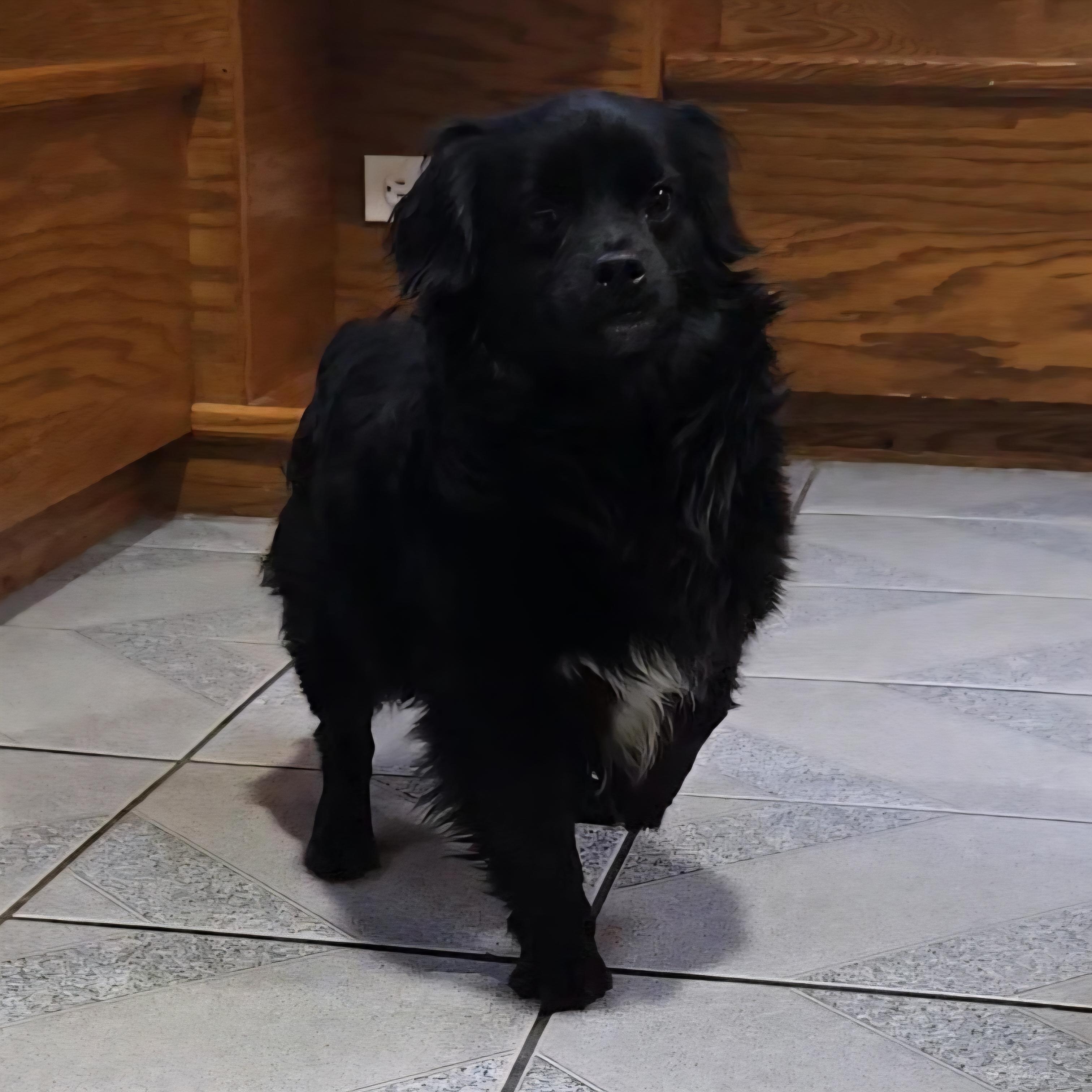 Blitz, an adopted mixed breed in Normal, IL image 4/5