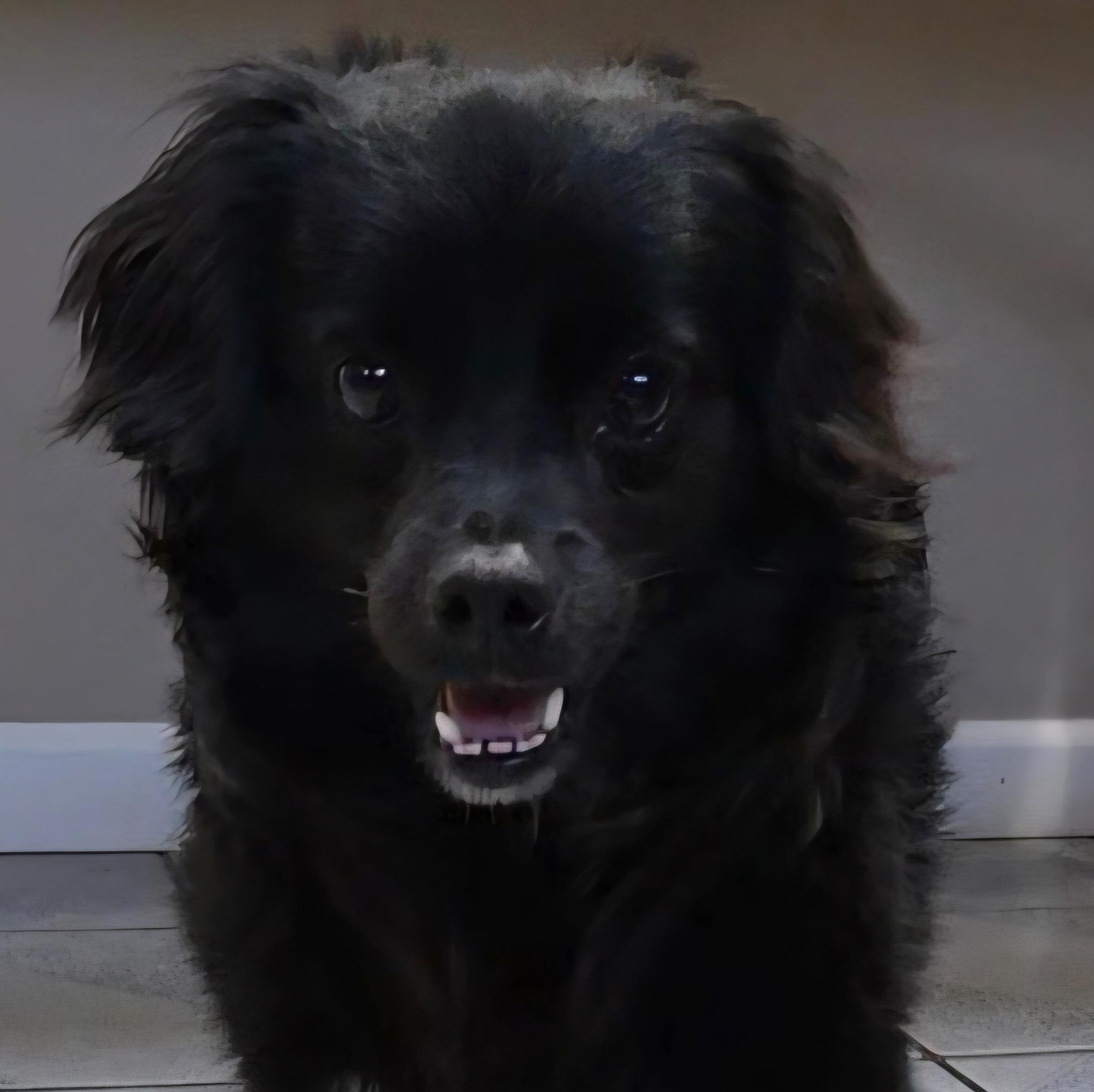 Blitz, an adopted mixed breed in Normal, IL image 1/5