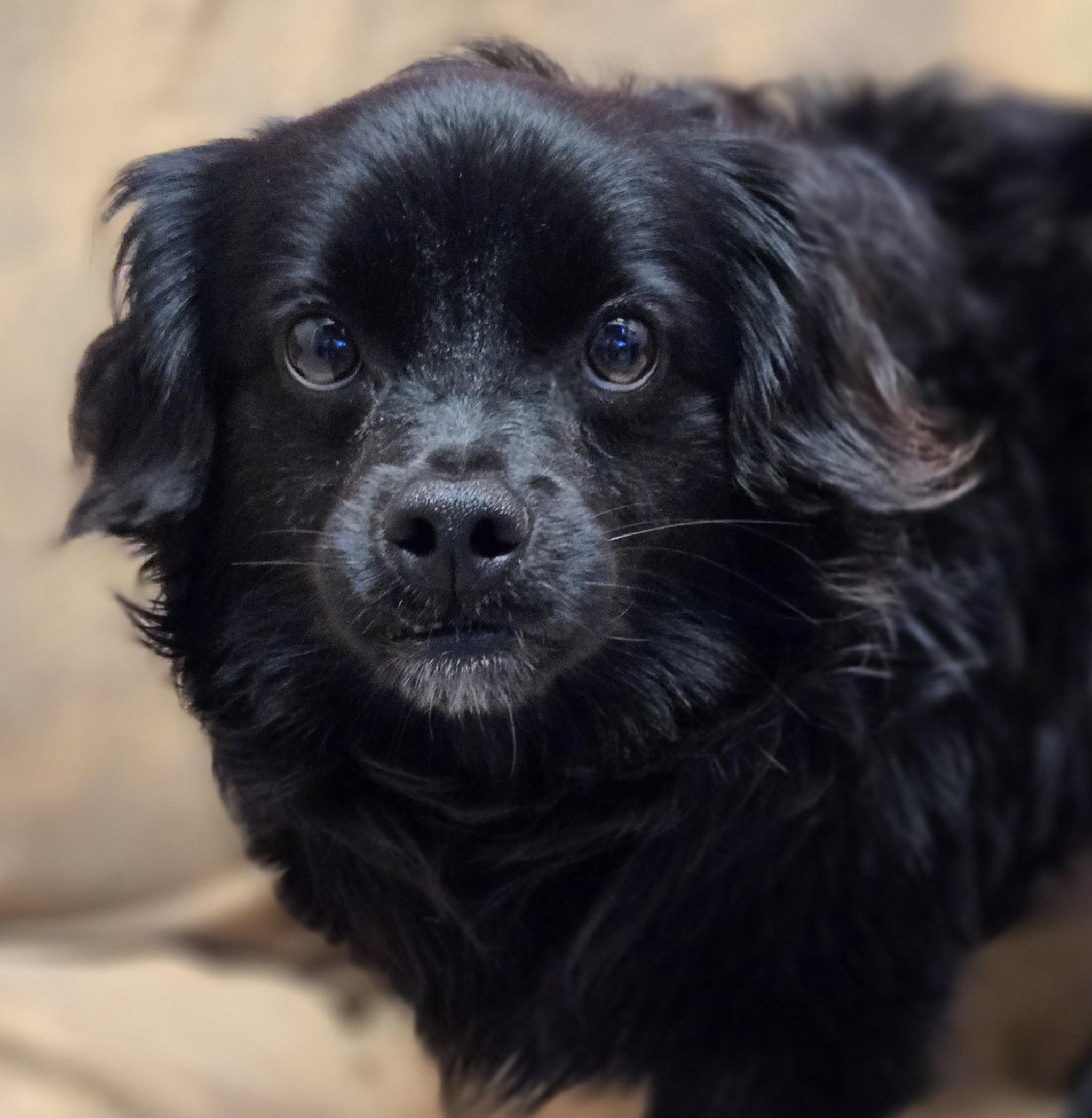 Blitz, an adopted mixed breed in Normal, IL image 3/5