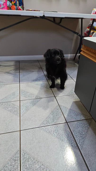 Enlarge Blitz, an adopted mixed breed in Normal, IL video 5/5