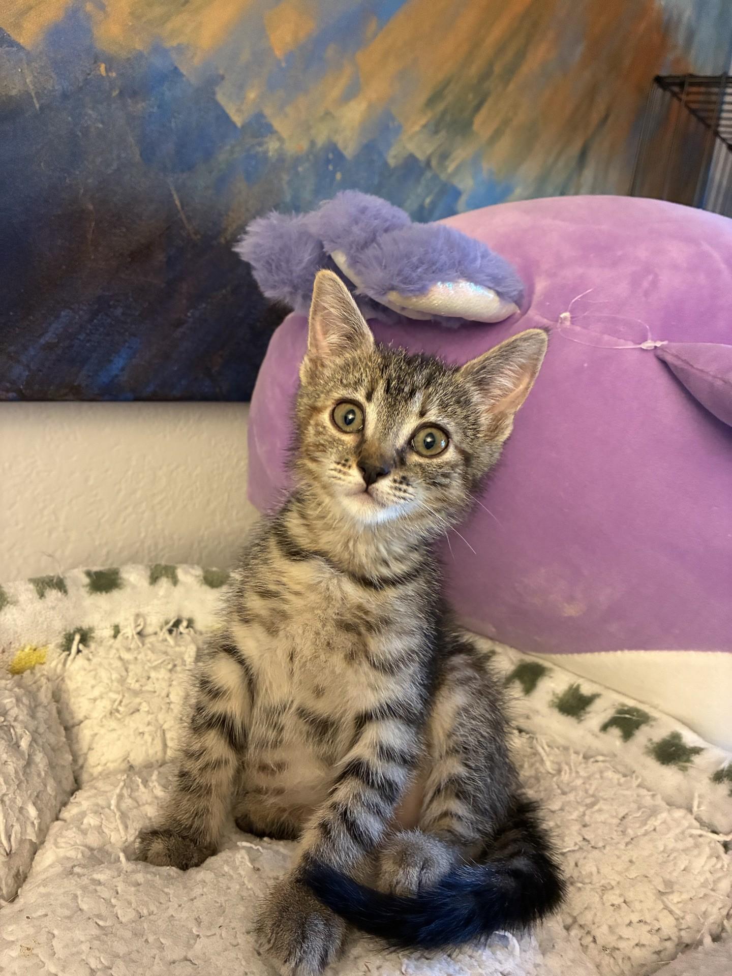 Enlarge Petrie, an adopted Domestic Short Hair in Reno, NV image 2/3