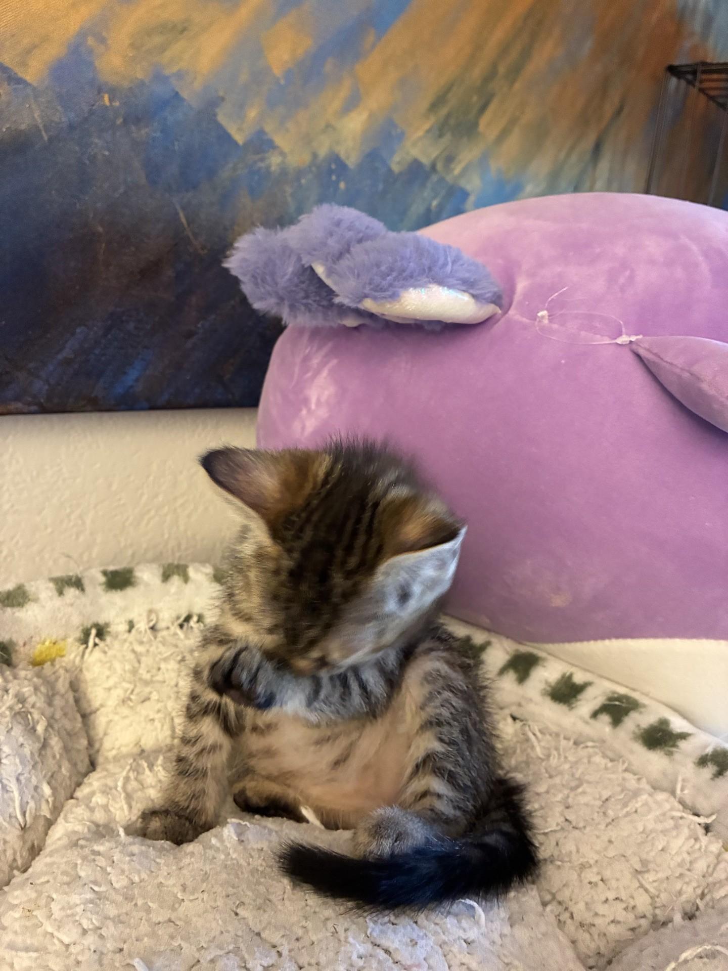 Enlarge Petrie, an adopted Domestic Short Hair in Reno, NV image 3/3