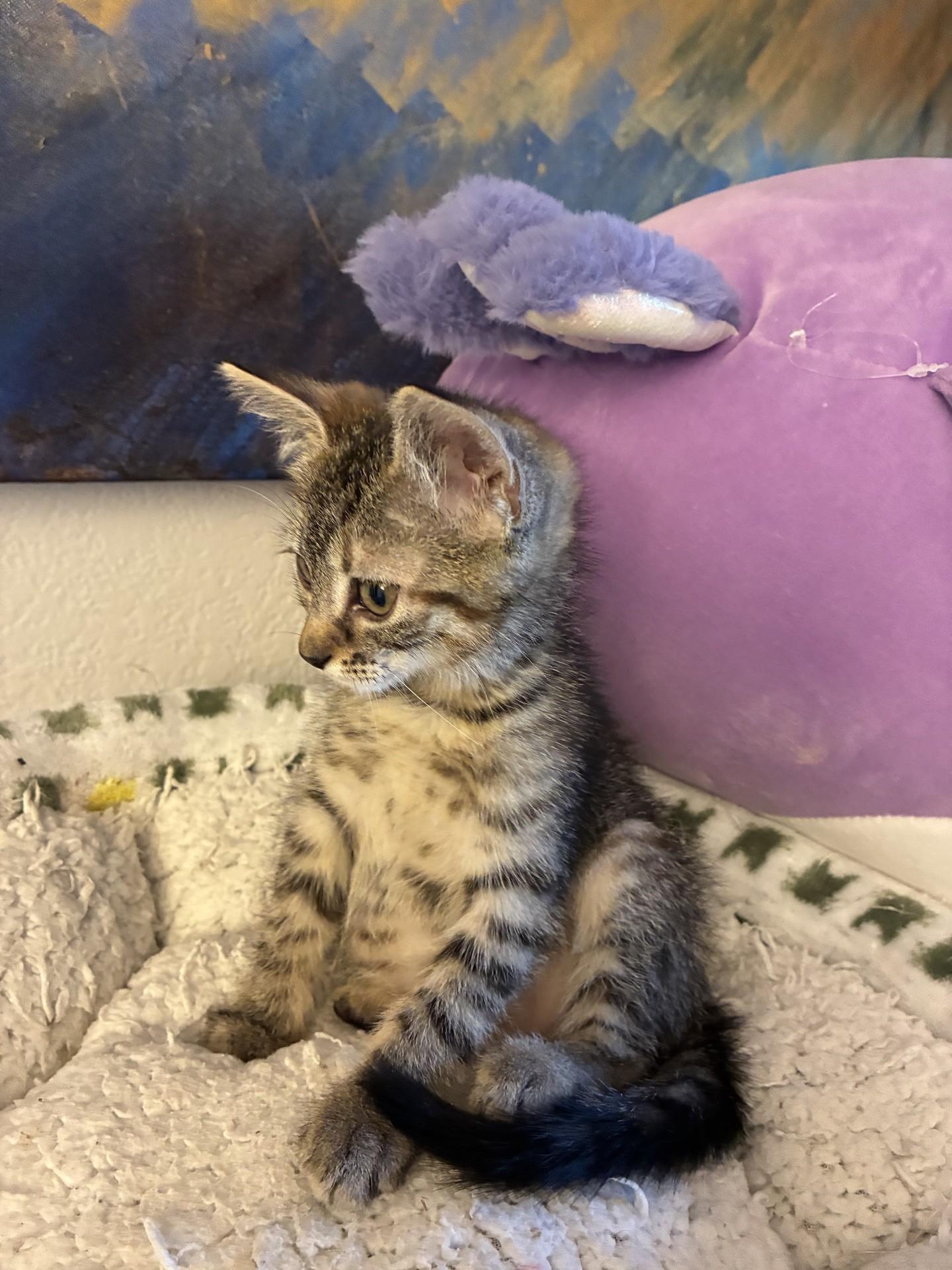 Petrie, Adoptable, Kitten Female Domestic Short Hair.