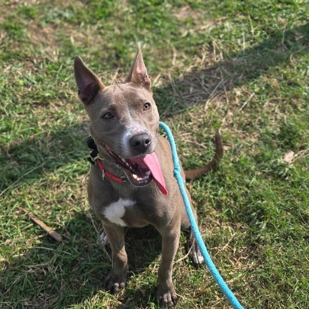 Enlarge Diver, a Adoptable Pit Bull Terrier in Dickinson, TX image 2/6