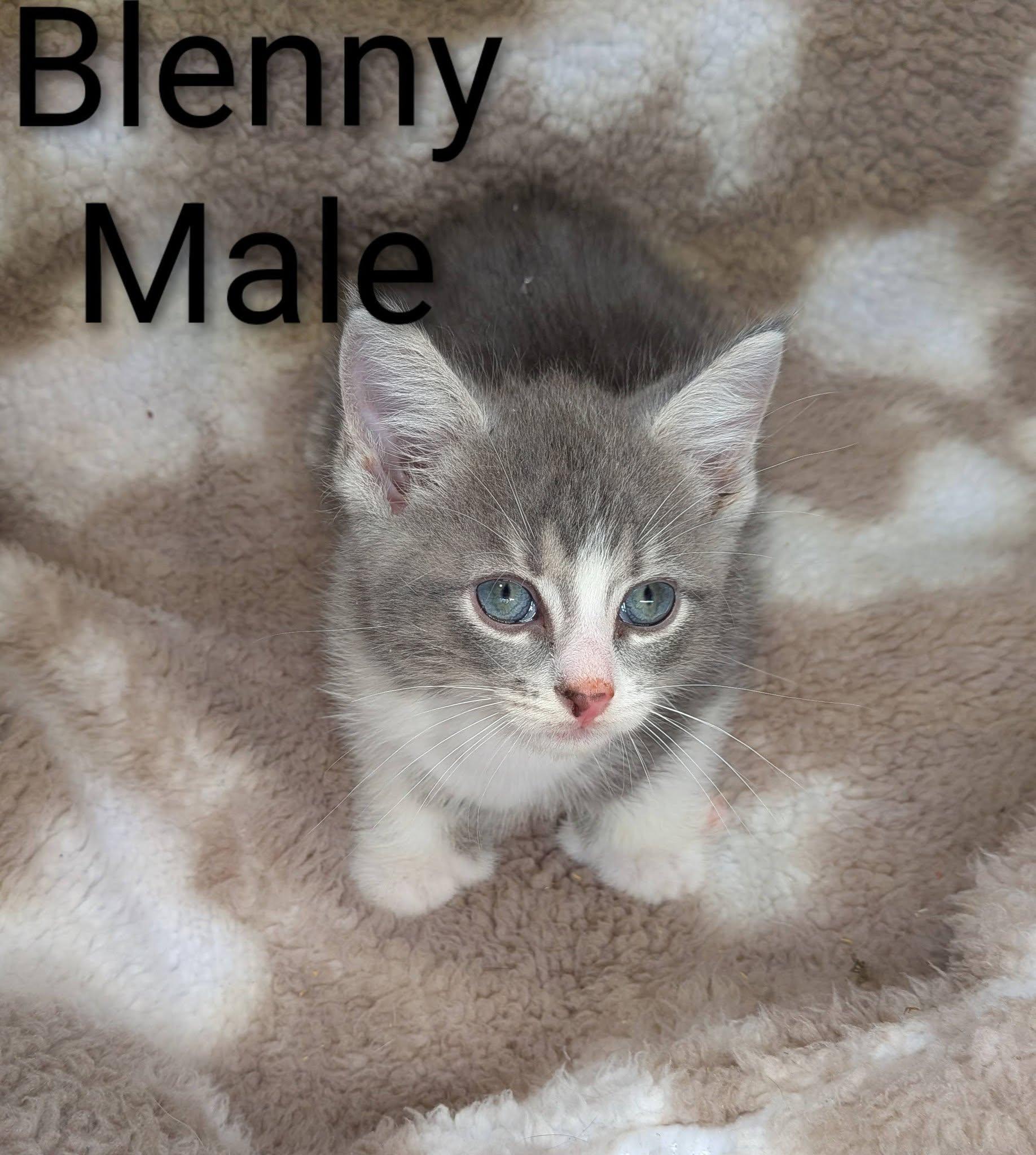 Blenny, adopted, Kitten Male Extra-Toes Cat / Hemingway Polydactyl.