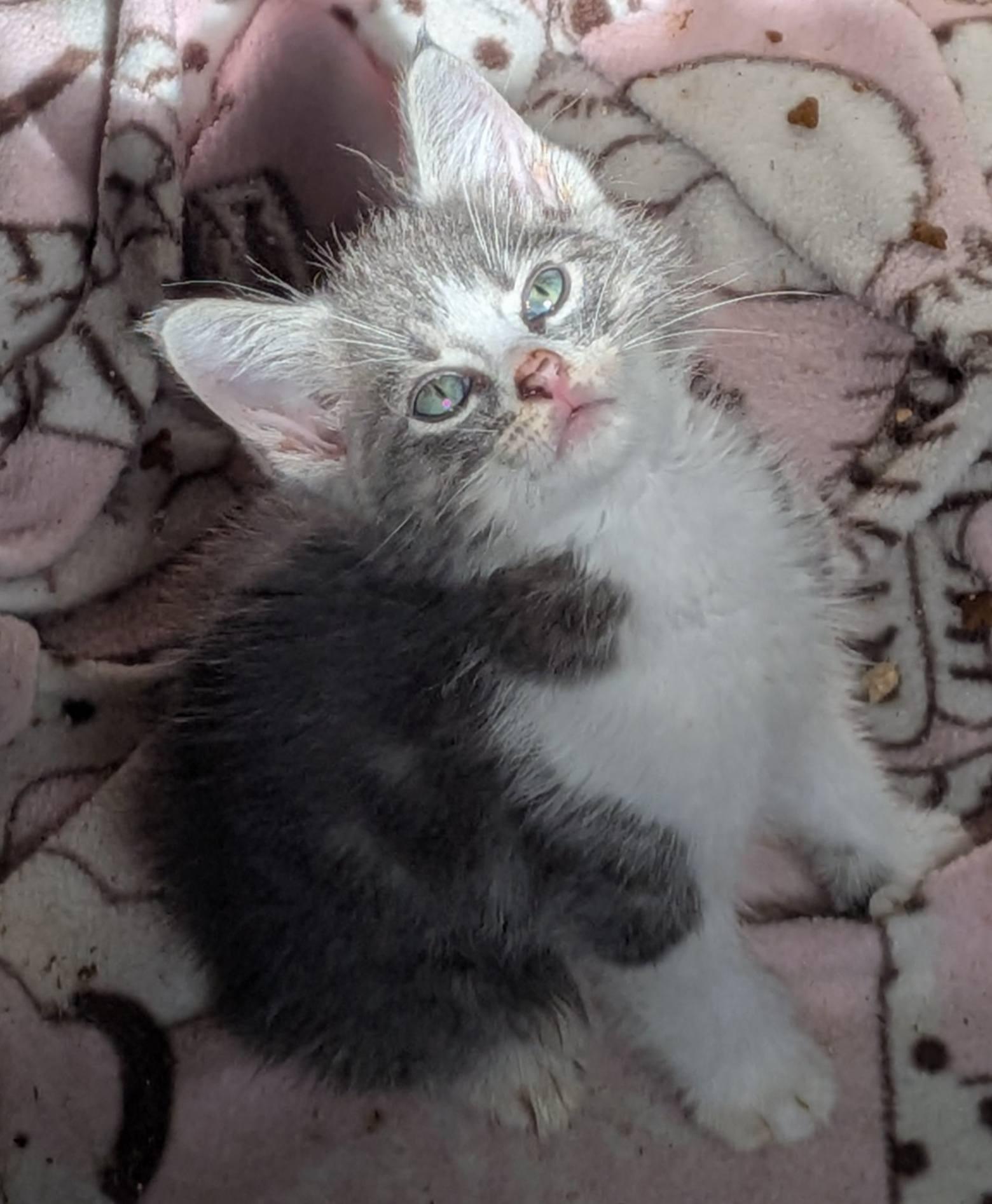 Blenny, an adopted Extra-Toes Cat / Hemingway Polydactyl in Clarksville, TN image 2/2