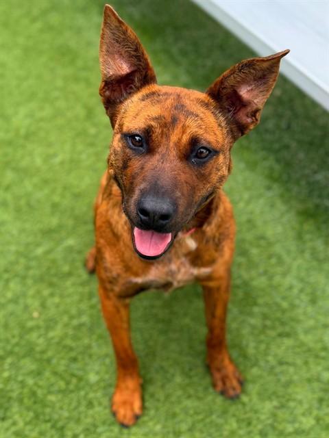 CADBURY, Adoptable, Young Female Australian Cattle Dog / Blue Heeler & Mixed Breed.
