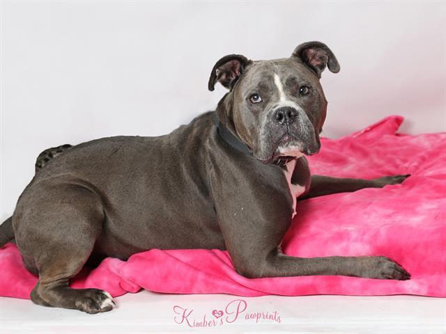 Enlarge CHAOS, a Adoptable mixed breed in Omaha, NE image 1/1