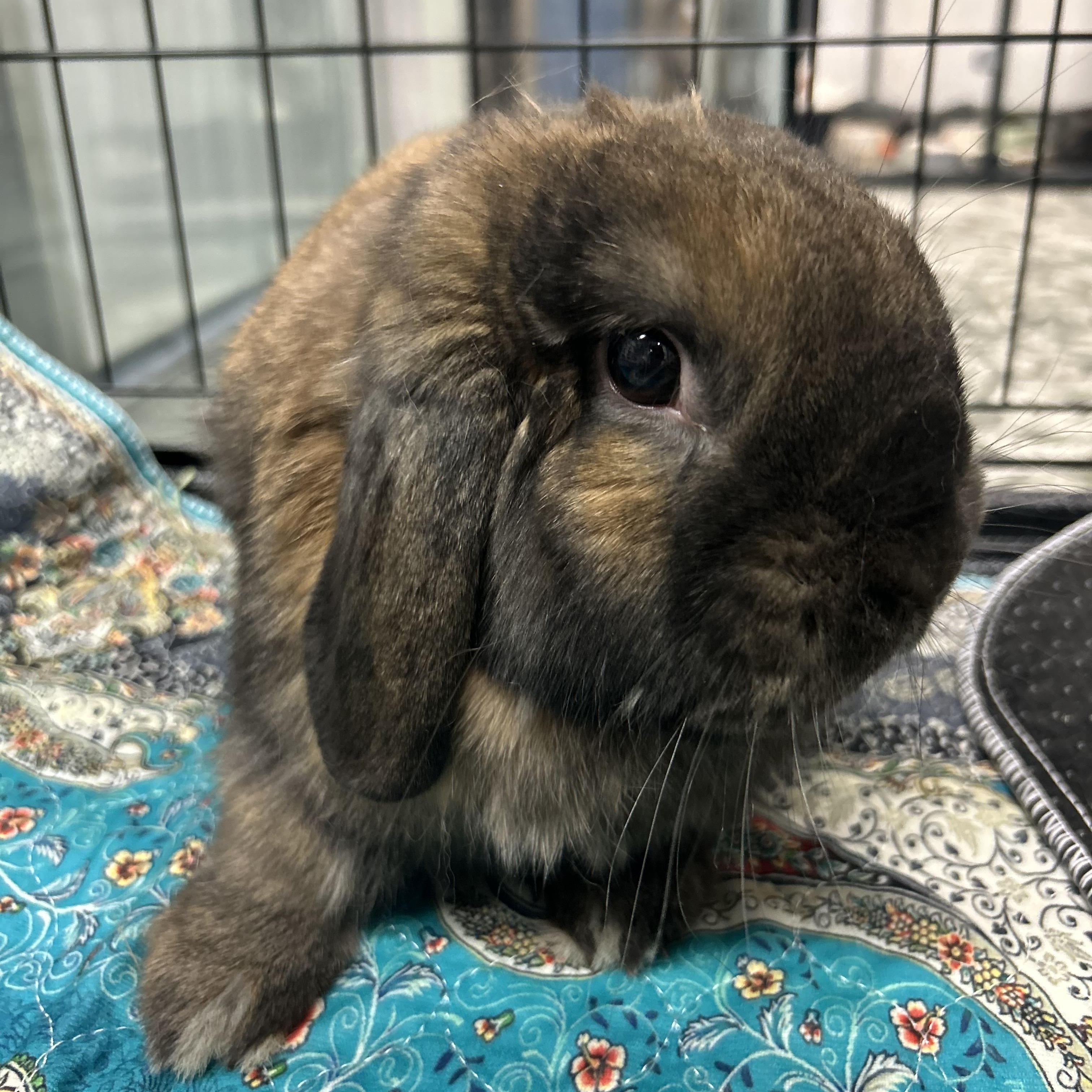 Espresso, Adoptable, Young Male Holland Lop.