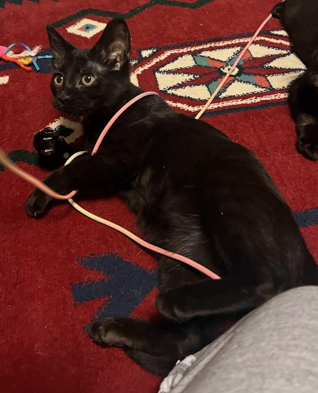 Enlarge Rudi & Nicki, an adopted Domestic Short Hair in Closter, NJ image 3/3