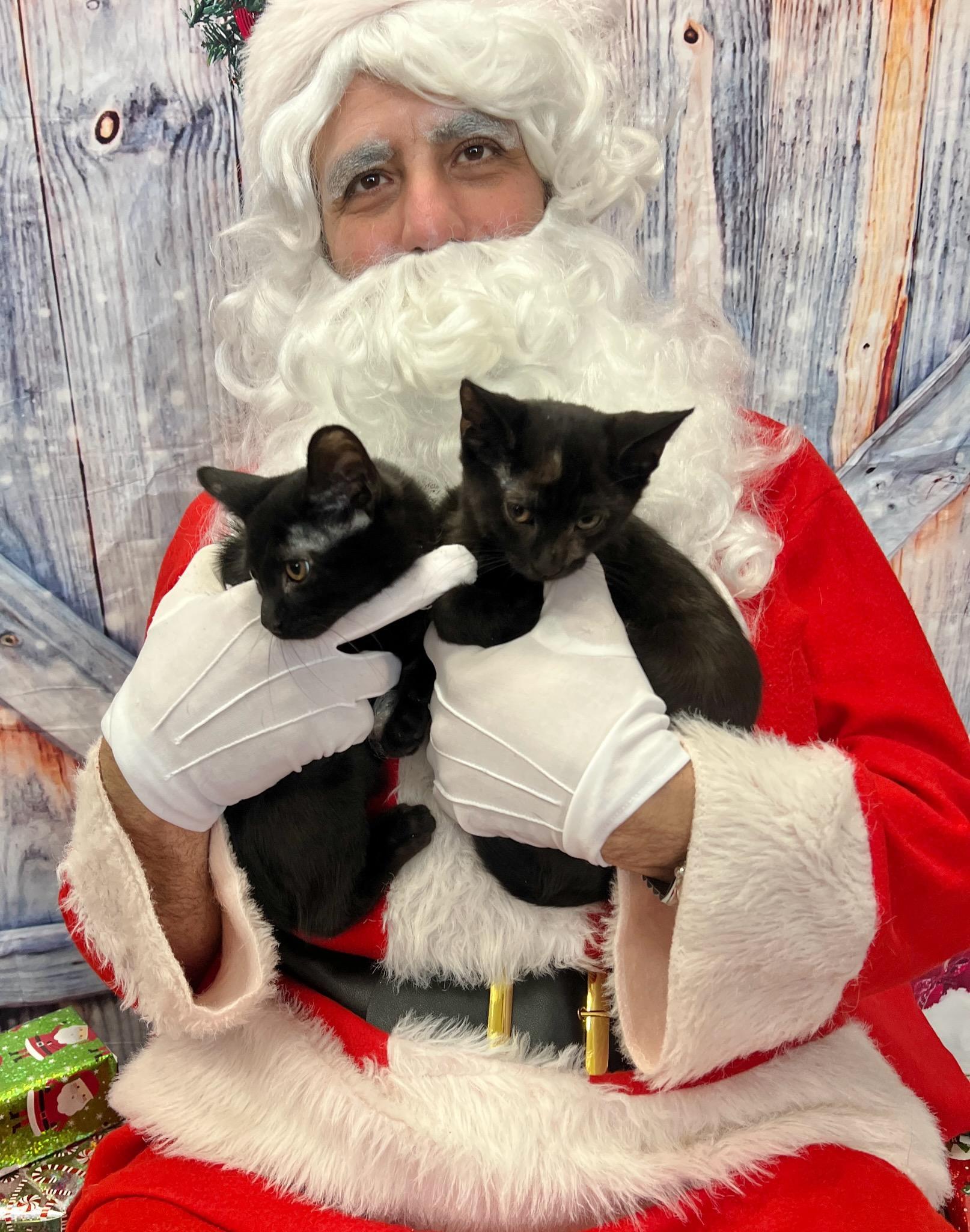 Enlarge Rudi & Nicki, an adopted Domestic Short Hair in Closter, NJ image 1/3