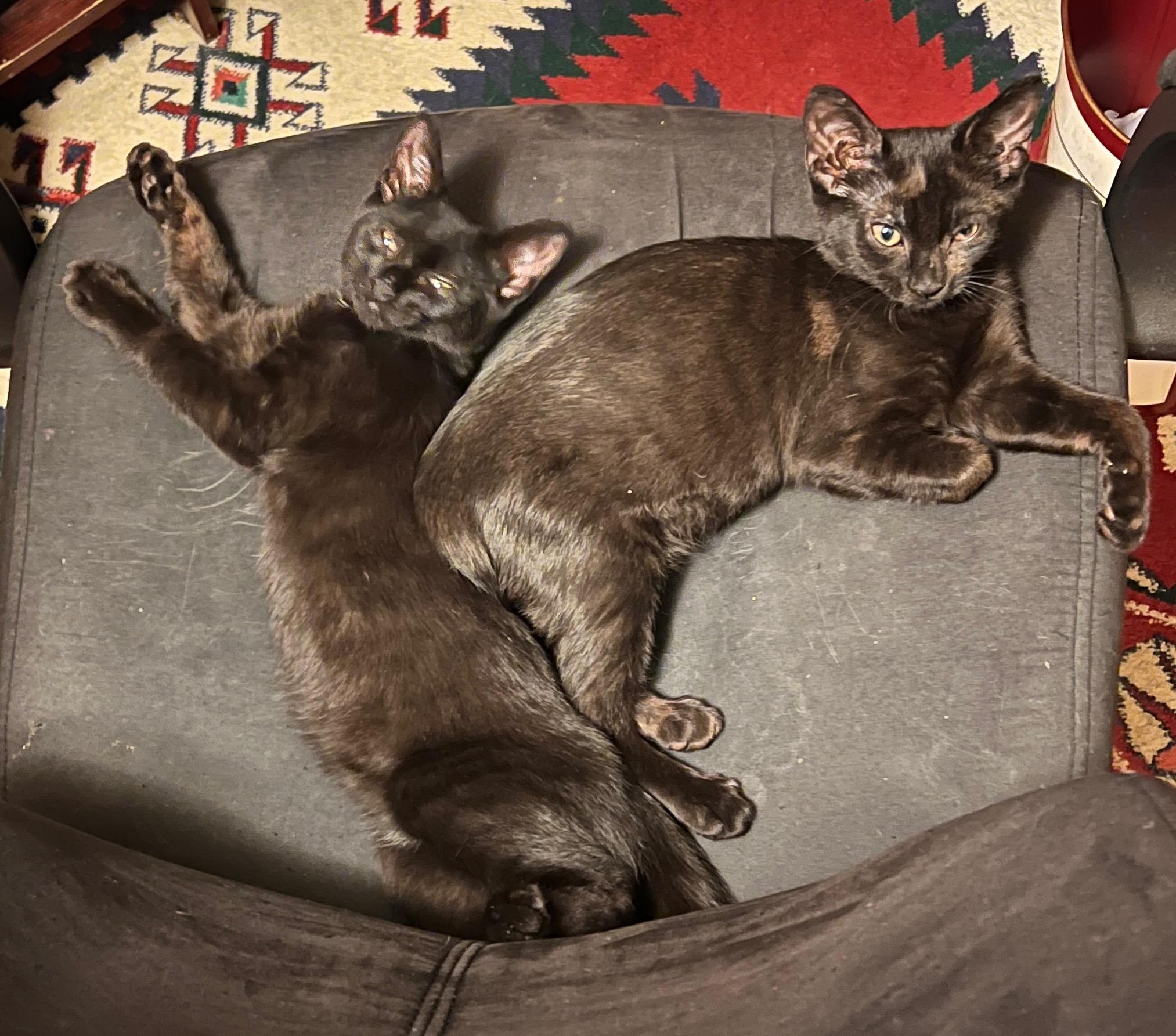 Enlarge Rudi & Nicki, an adopted Domestic Short Hair in Closter, NJ image 2/3