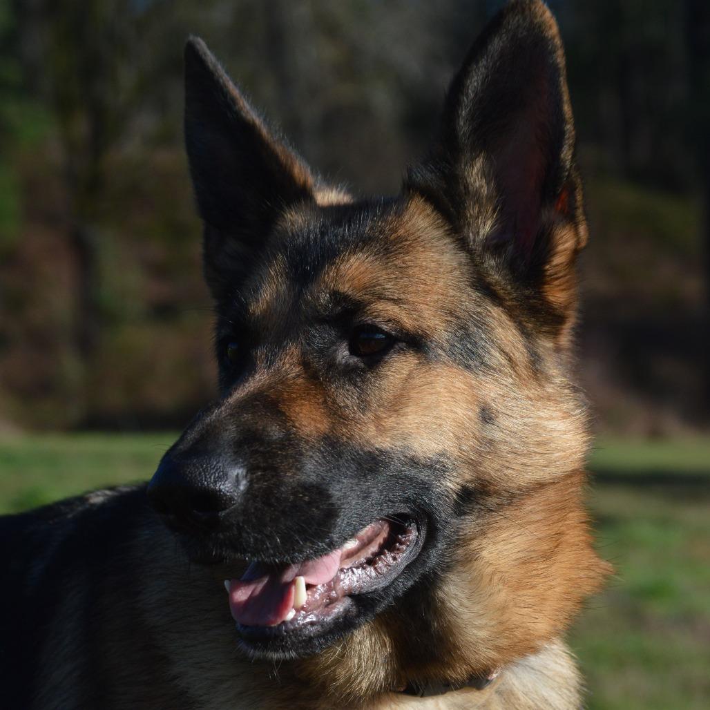Gretchen, Adoptable, Adult Female German Shepherd Dog.