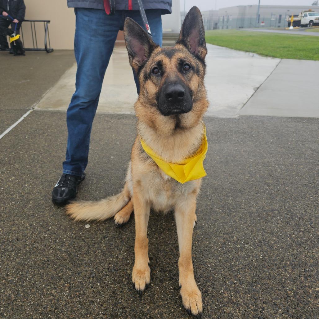 Enlarge Gretchen, a Adoptable German Shepherd Dog in Oakville, WA image 2/6