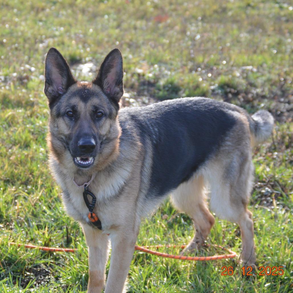 Enlarge Gretchen, a Adoptable German Shepherd Dog in Oakville, WA image 3/6