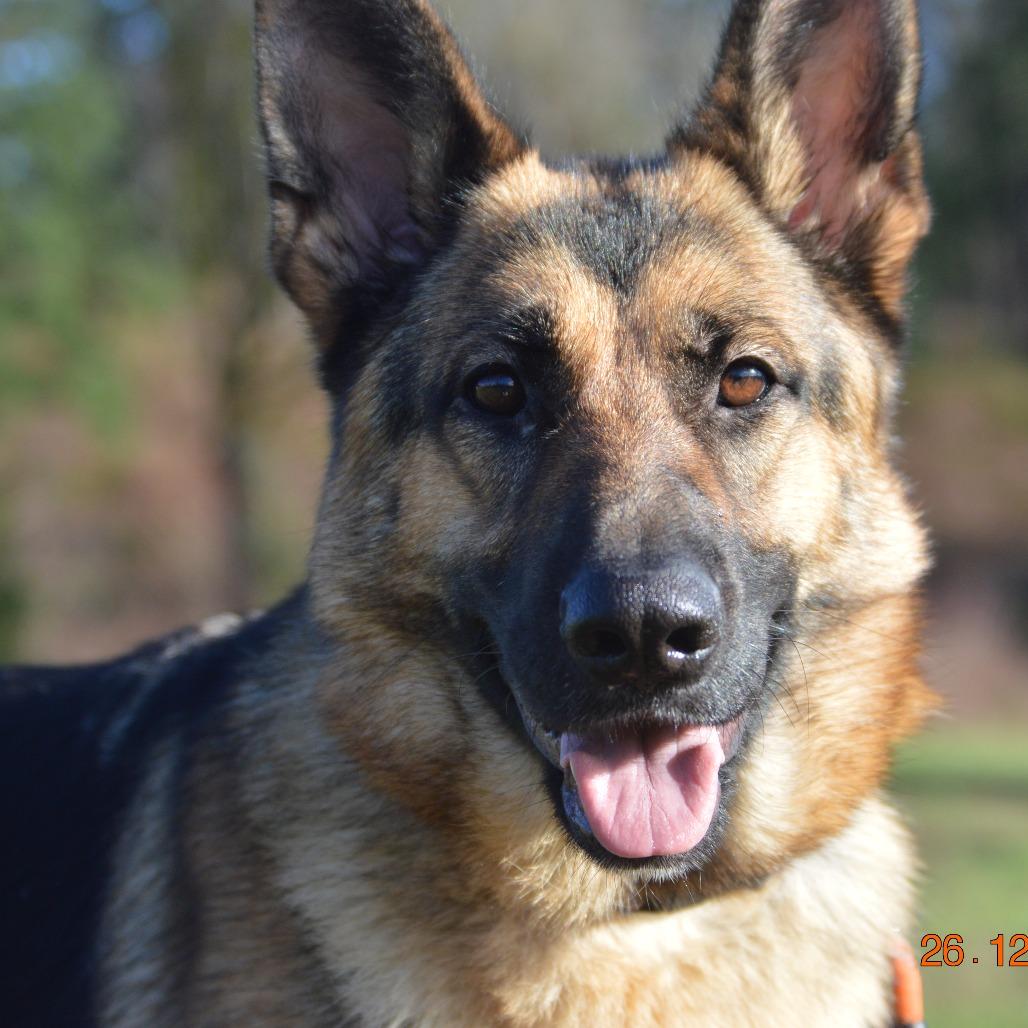 Enlarge Gretchen, a Adoptable German Shepherd Dog in Oakville, WA image 4/6