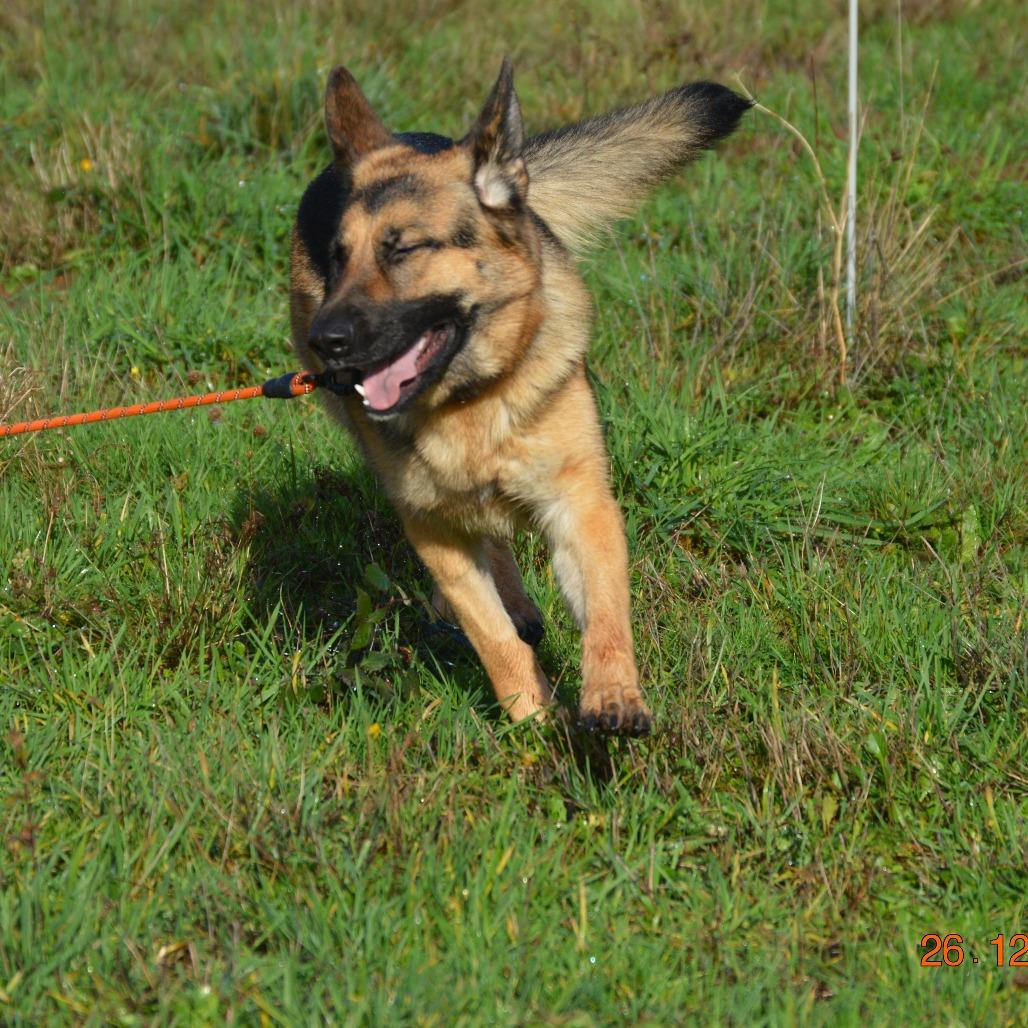 Enlarge Gretchen, a Adoptable German Shepherd Dog in Oakville, WA image 5/6