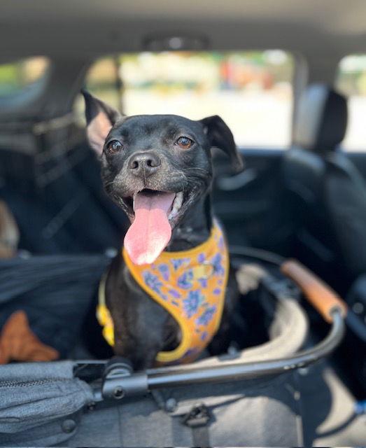 Enlarge Tillie, a Adopted Chihuahua in Visalia, CA image 1/3