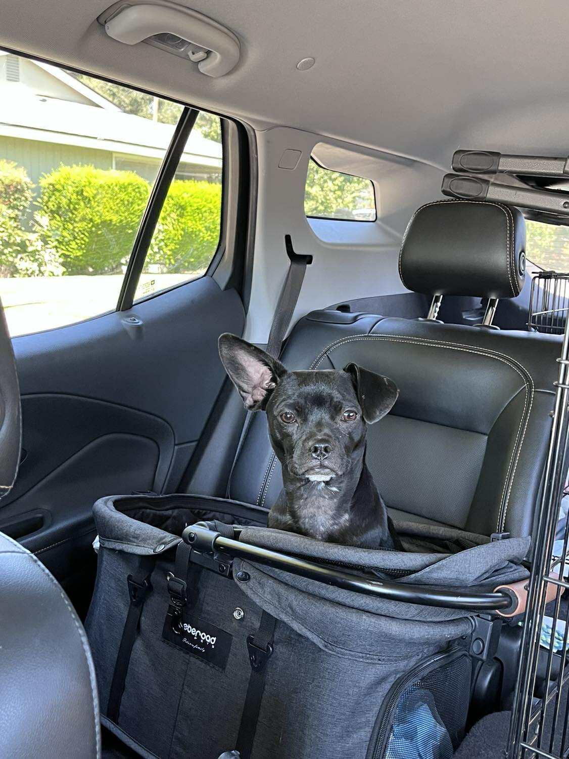 Enlarge Tillie, a Adopted Chihuahua in Visalia, CA image 2/3