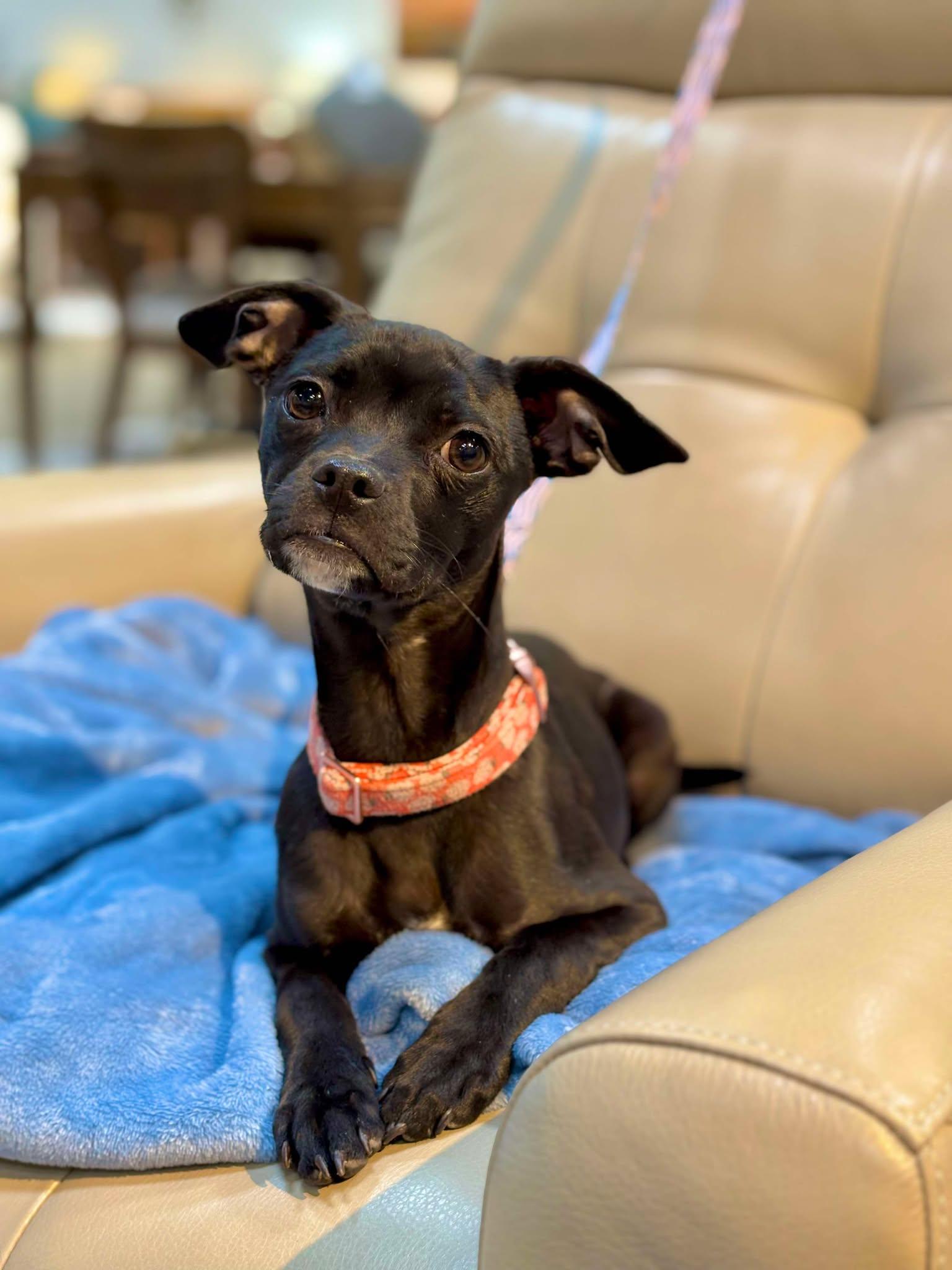 Enlarge Tillie, a Adopted Chihuahua in Visalia, CA image 3/3