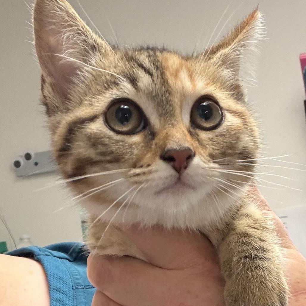 Mary Jane, Adoptable, Kitten Female Domestic Short Hair.