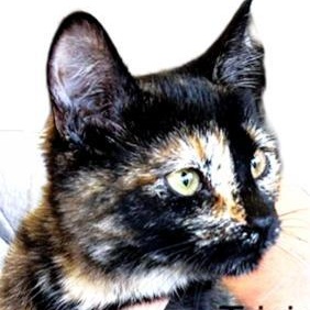 Enlarge Trixie, a ADOPTABLE Domestic Short Hair in Klamath Falls, OR image 1/1