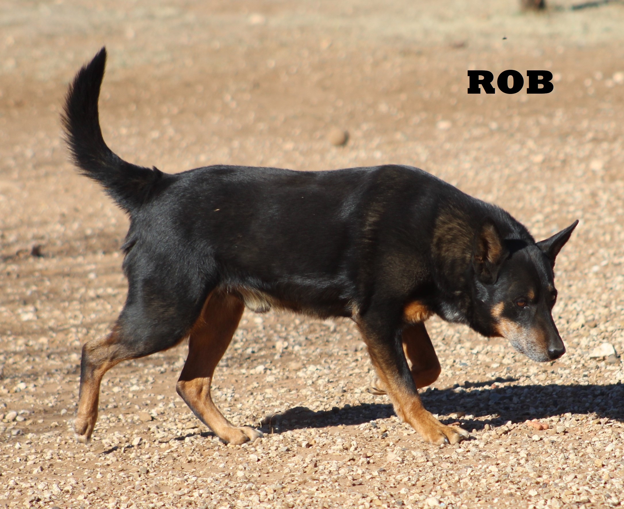 Rob, a Adoptable mixed breed in Post, TX image 1/12