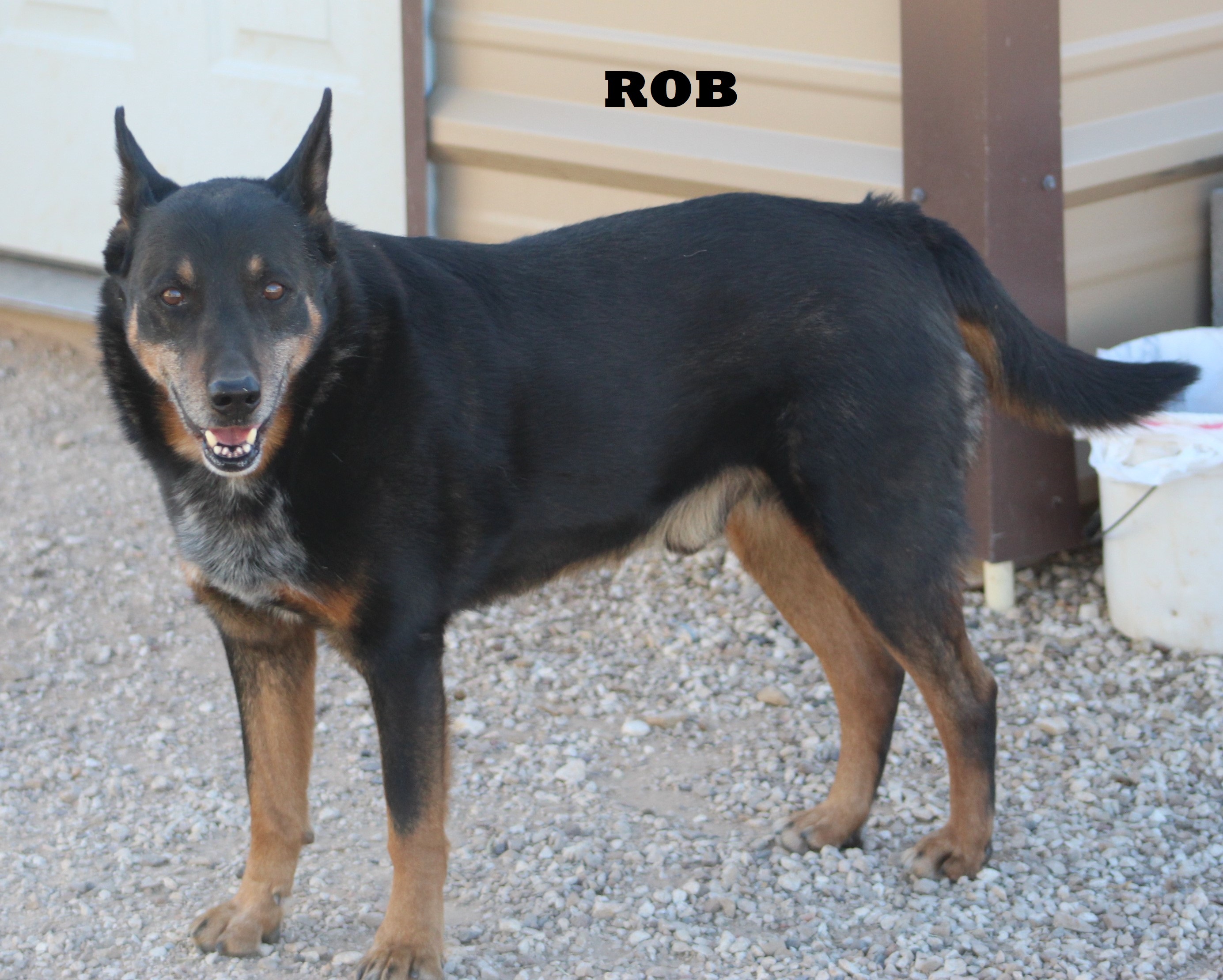 Rob, a Adoptable mixed breed in Post, TX image 2/12