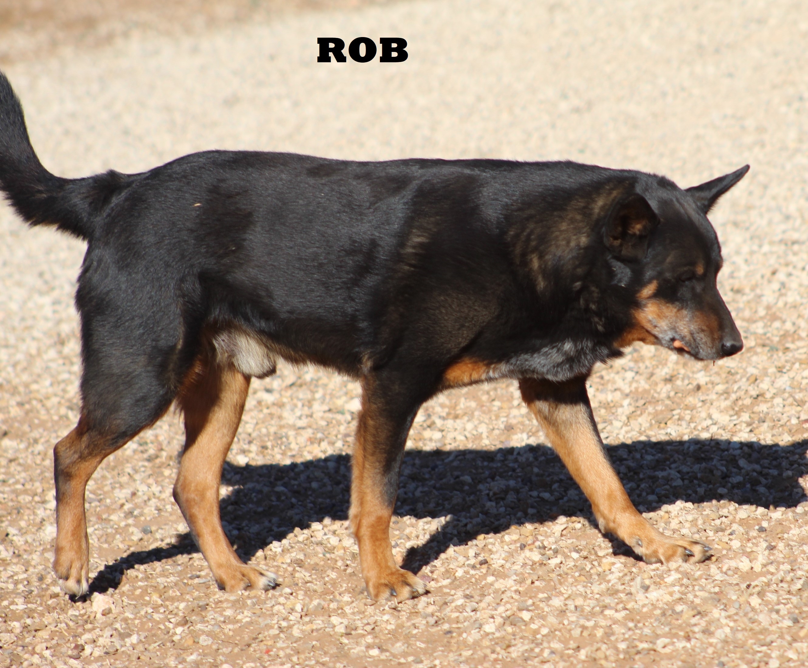 Rob, a Adoptable mixed breed in Post, TX image 5/12