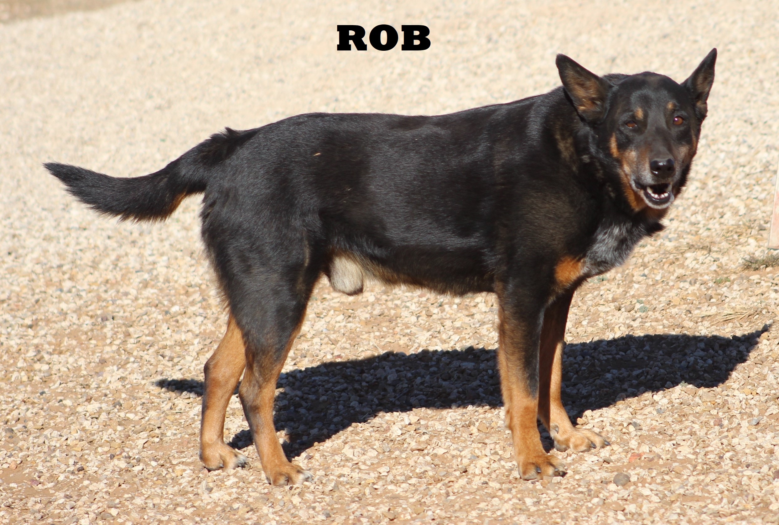 Rob, a Adoptable mixed breed in Post, TX image 6/12