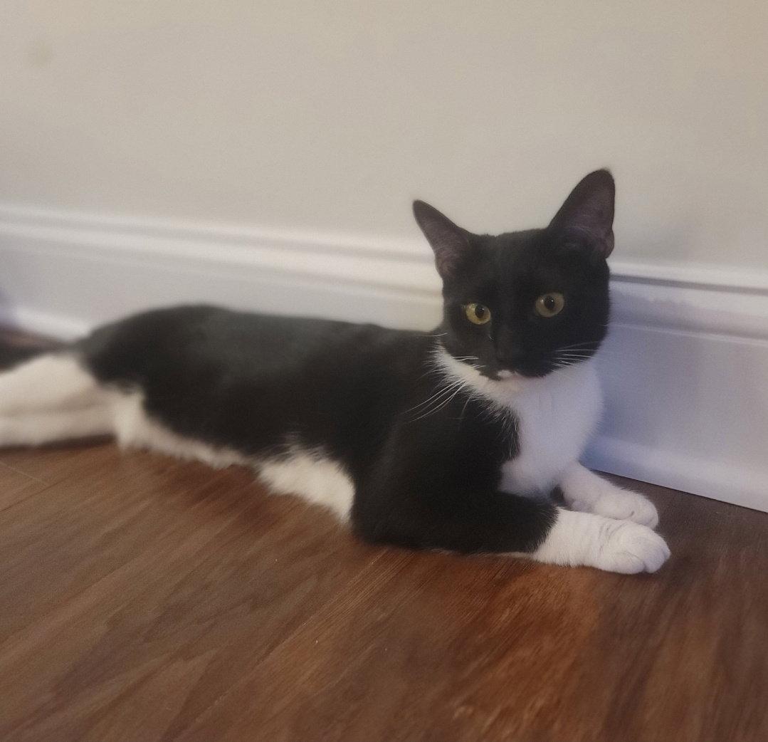 Maisie  Felv+, Adoptable, Young Female Domestic Short Hair & Oriental Short Hair.