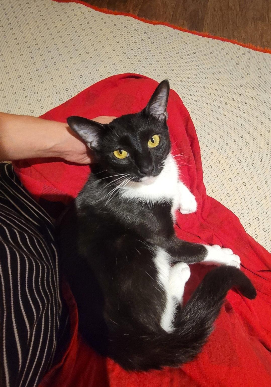 Maisie Felv+, a Adoptable mixed breed in Herndon, VA image 2/3