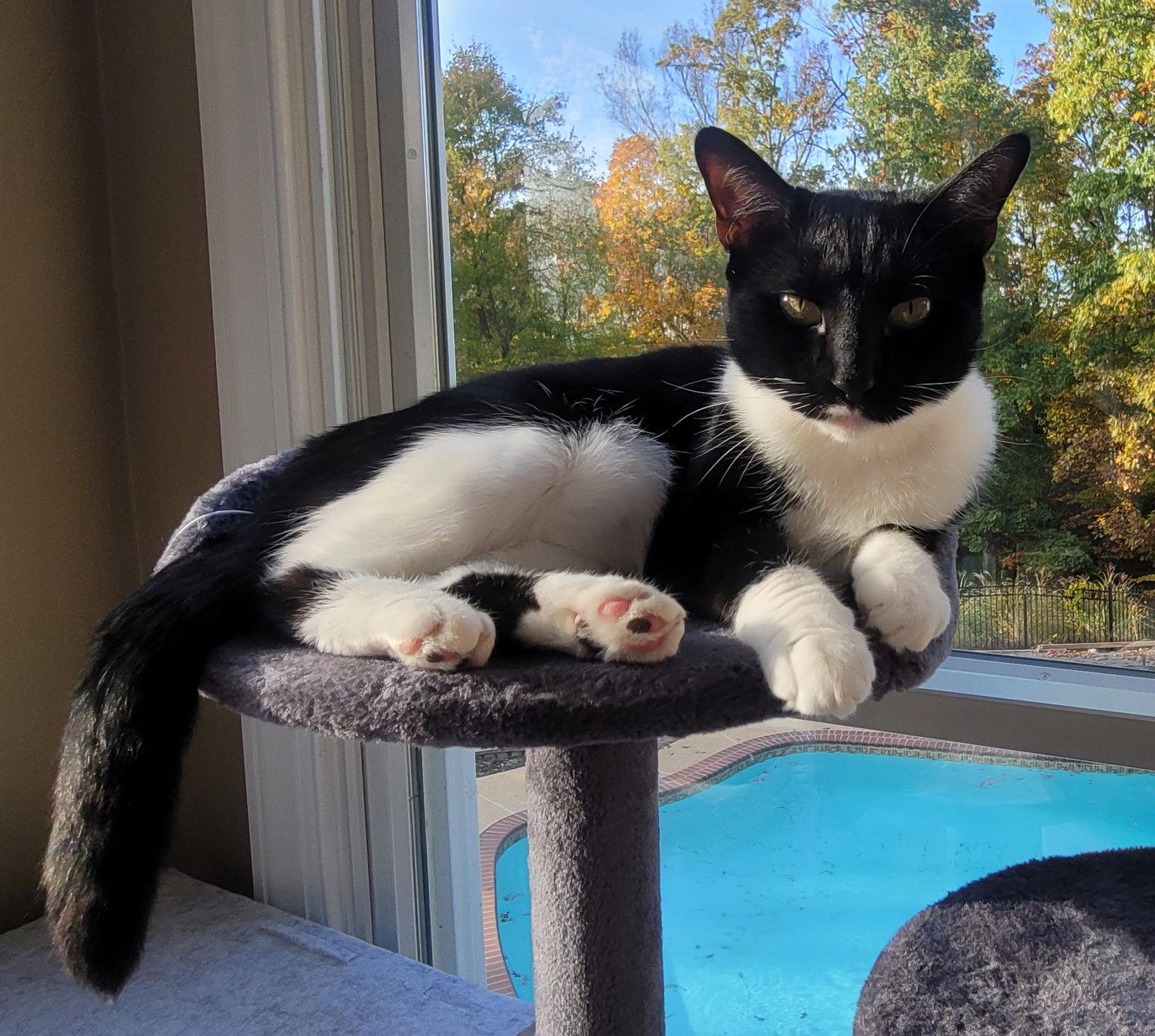 Maisie Felv+, a Adoptable mixed breed in Herndon, VA image 3/3