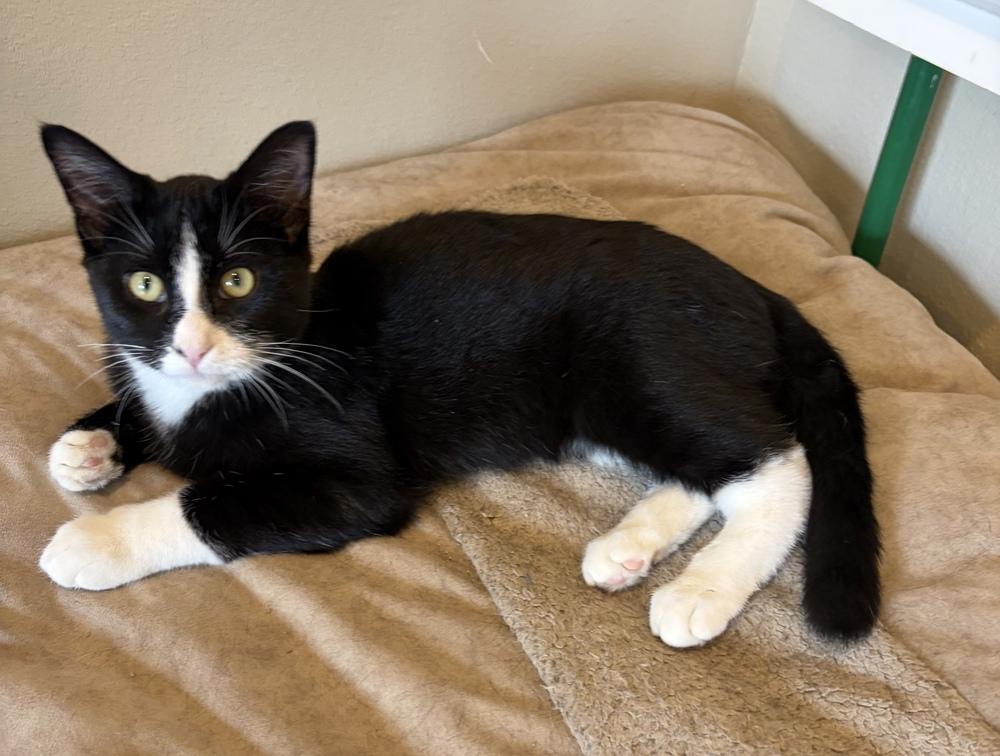 Enlarge Domino, a Adoptable mixed breed in Challis, ID image 1/4