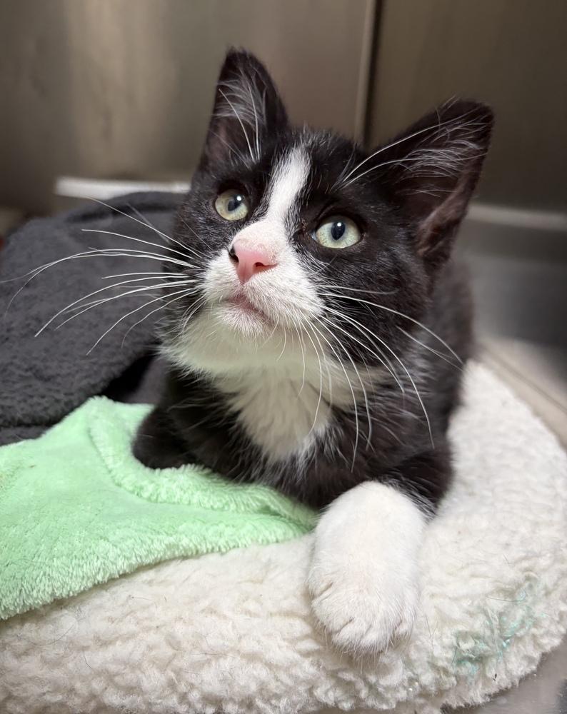 Enlarge Domino, a Adoptable mixed breed in Challis, ID image 2/4