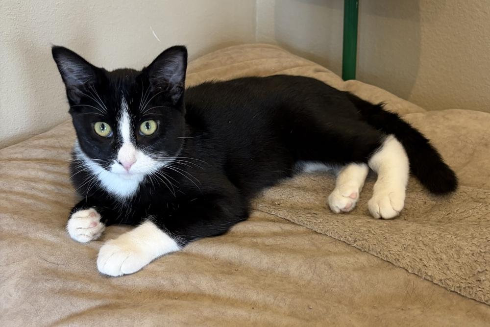 Enlarge Domino, a Adoptable mixed breed in Challis, ID image 3/4