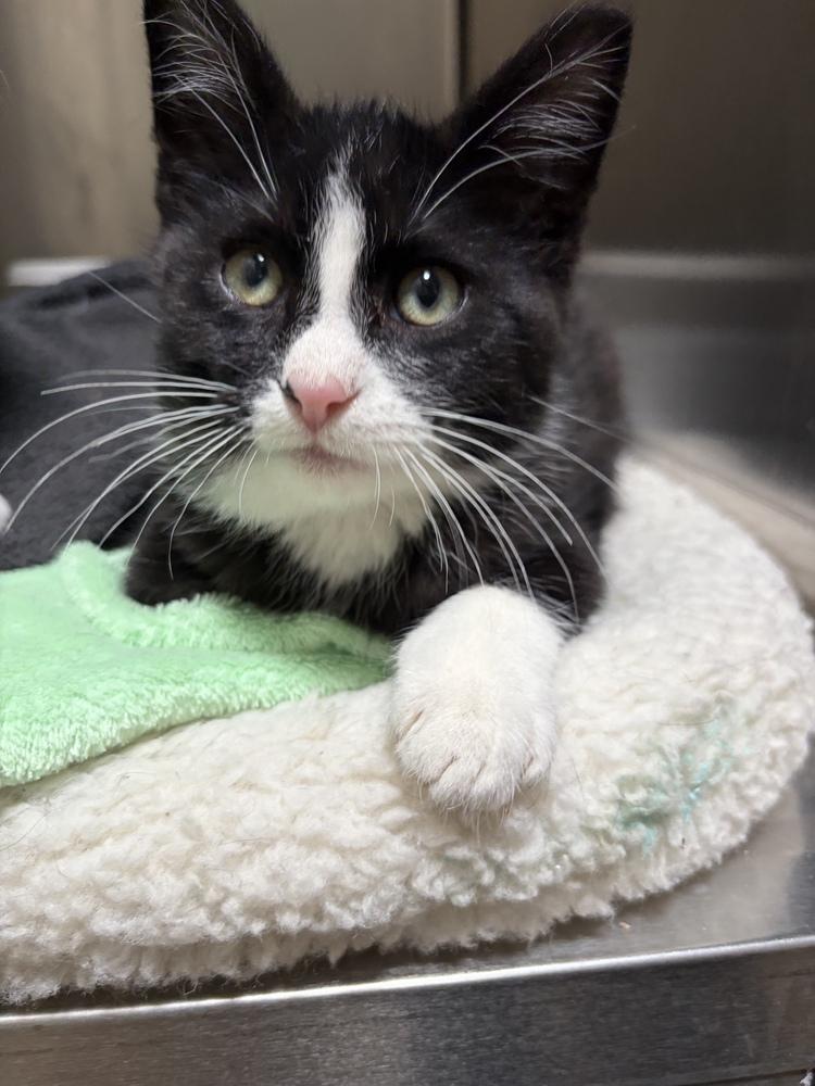 Enlarge Domino, a Adoptable mixed breed in Challis, ID image 4/4